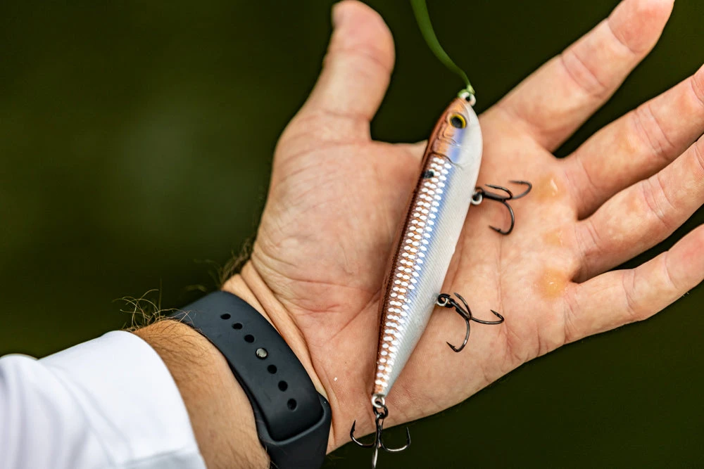 CatWalk - 4K Gizzard - Image 3