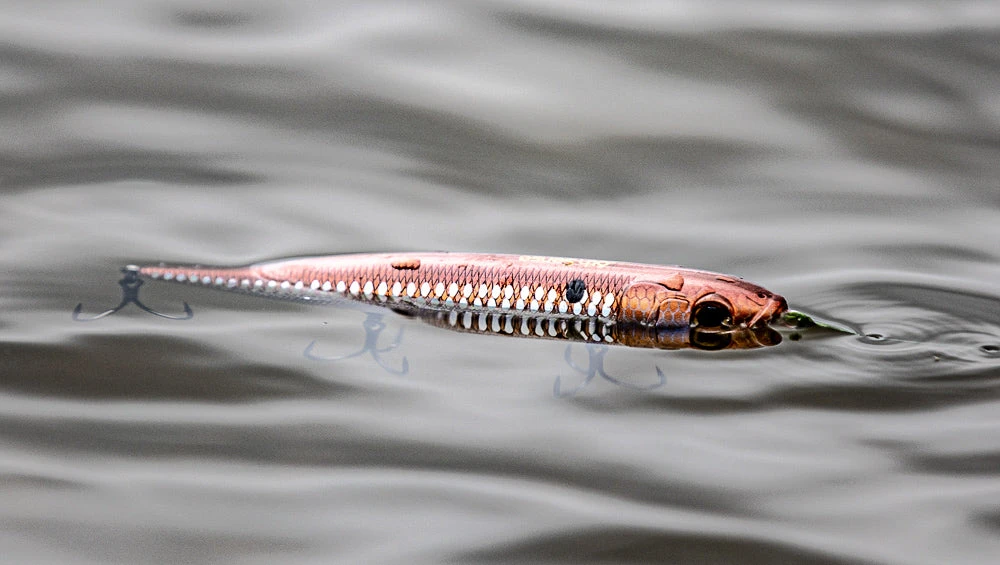 CatWalk - 4K Gizzard - Image 2