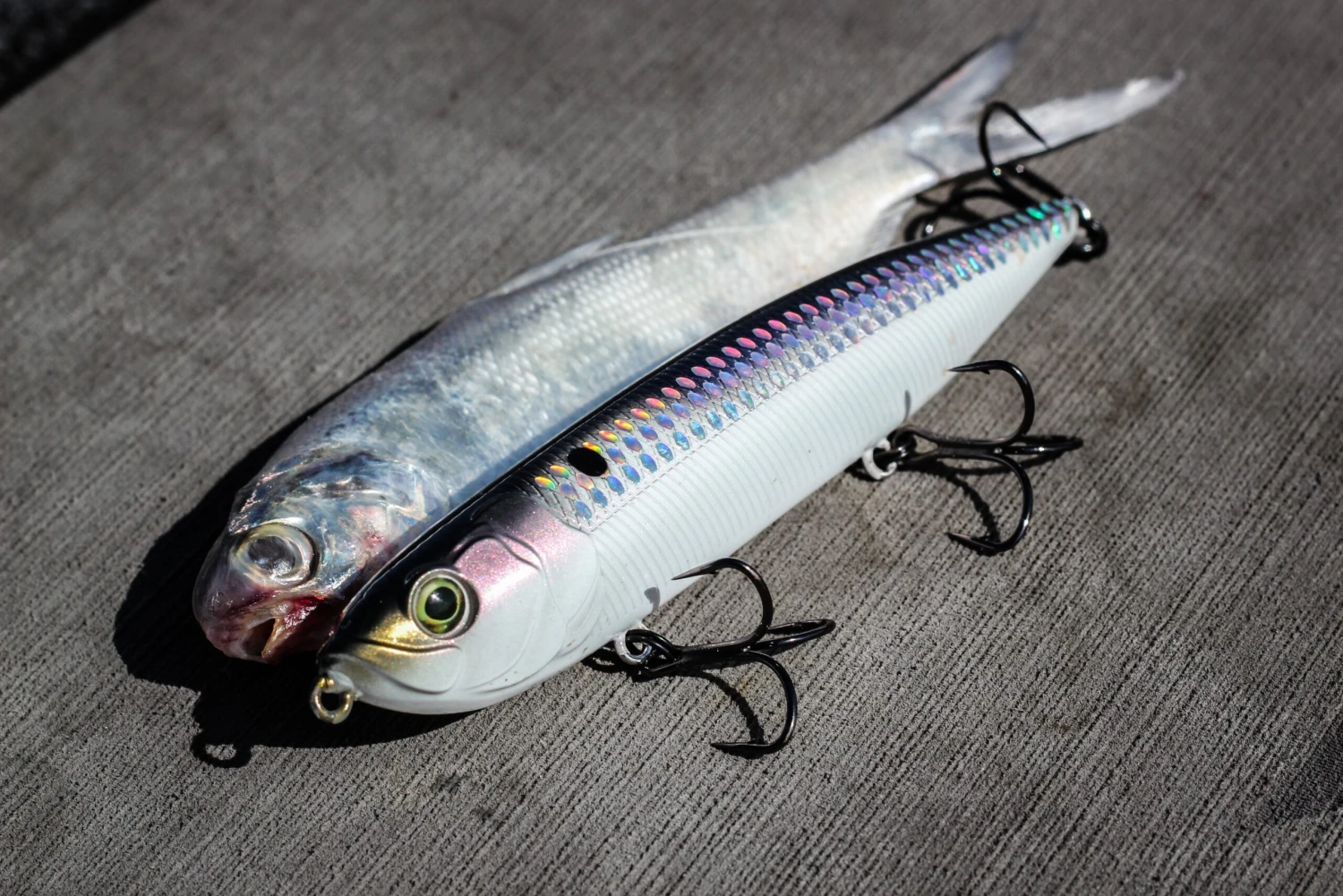 CatWalk - Shad Scales - Image 3